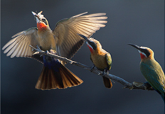 Bea-Eater Bird Photo Hide