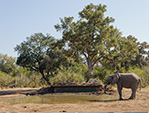 hides photos giraffe drinking