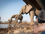 hides photos giraffe drinking