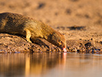hides photos giraffe drinking