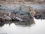 hides photos giraffe drinking