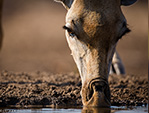 hides photos giraffe drinking